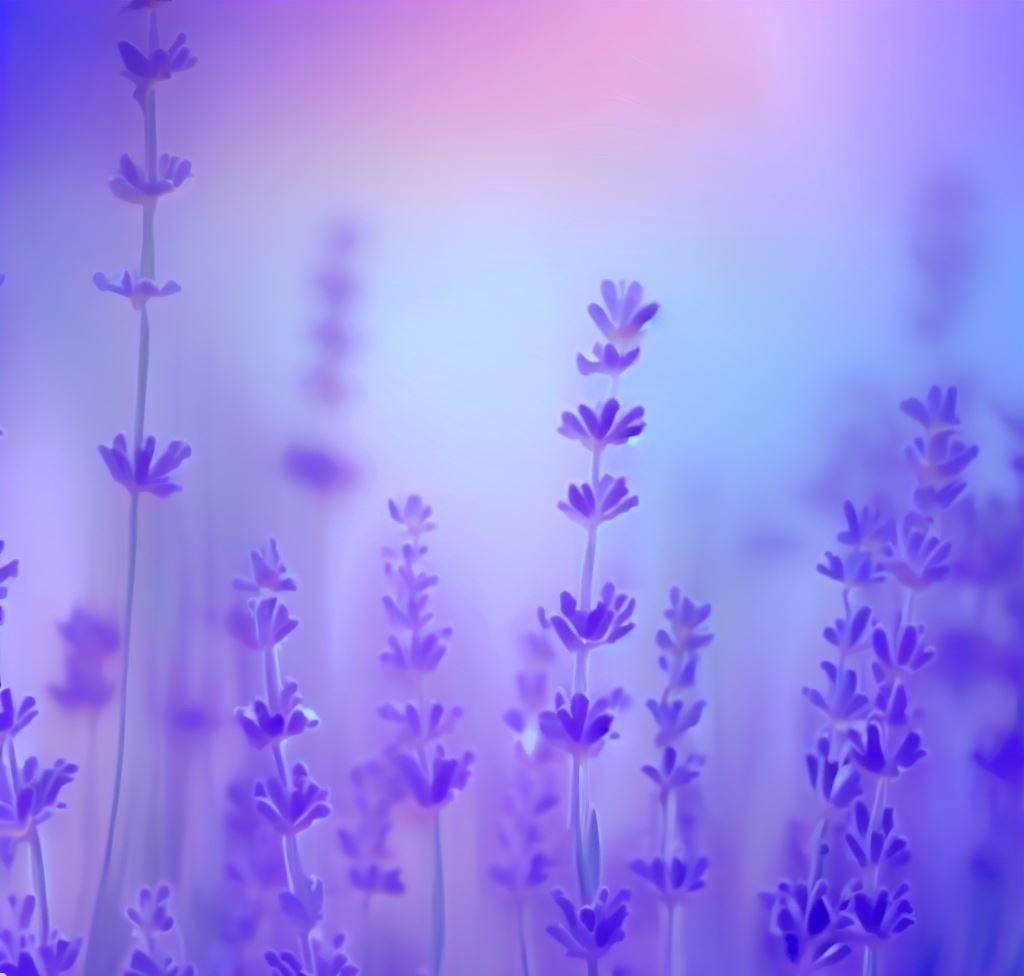 LAVANDA 01 lavanda