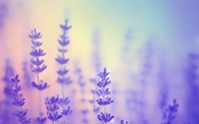 LAVANDA: BENEFÍCIOS, SAÚDE E BEM-ESTAR